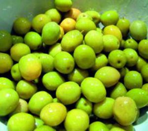 Aceitunera del Guadiana dobla su capacidad de autoabastecimiento