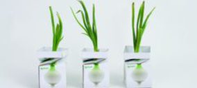 Saica Pack evoluciona el transporte y venta de fruta con sus nuevas soluciones de packaging