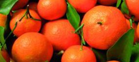 Una nueva cooperativa potenciará el transporte de frutas en Huelva