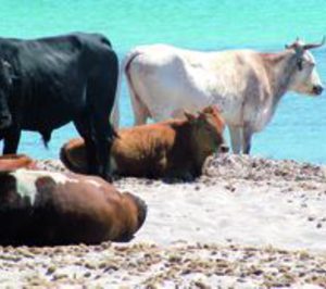 El ganado vacuno emigra al otro lado del Mediterráneo