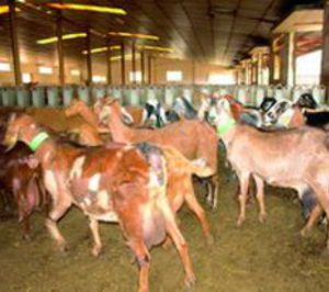 Uniproca estudia comercializar carne de cabrito