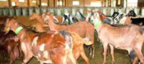 Uniproca estudia comercializar carne de cabrito