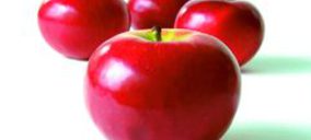 Castang comercializará un 60% menos de manzana en España