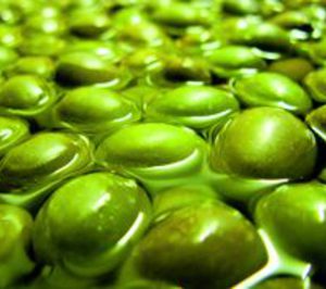 A la venta una planta de aceituna de mesa