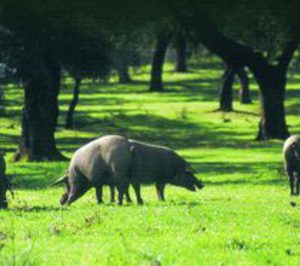 Iberaice acerca posiciones con el MAGRAMA, respecto a la Norma del Ibérico