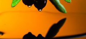                                    Aceites: El precio condiciona el desarrollo del sector