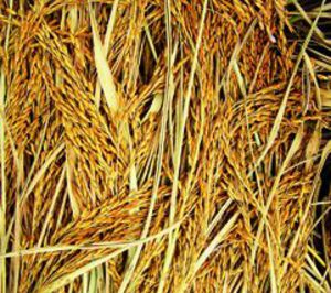 La venta de Sevilla Rice se mantiene todavía pendiente