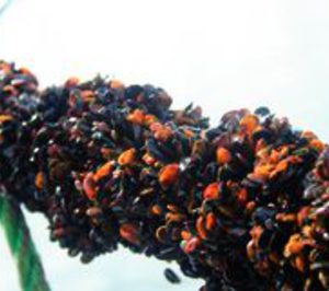 Carsom sale a subasta