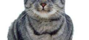 Petfood: El sector resiste bien la crisis