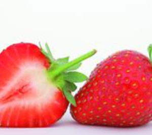 Coop. Doñana Fresa incrementa sus ventas