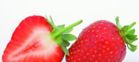 Coop. Doñana Fresa incrementa sus ventas