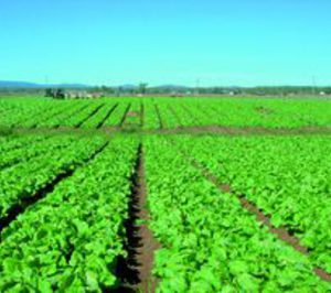 El valor de la producción española de frutas y hortalizas cae un 11%