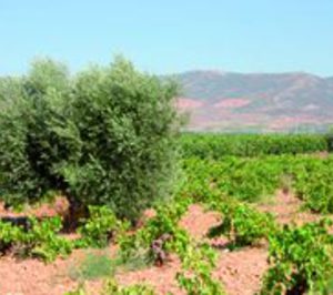 Nueva propuesta de almacenamiento privado de aceite de oliva