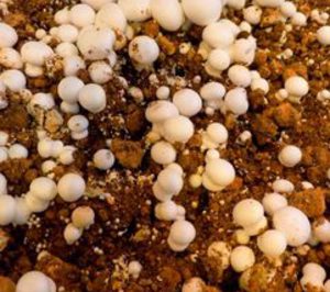 SAT Champra renueva su maquinaria