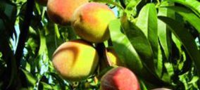 SAT Frutaria reduce su facturación