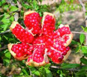 Coop. Cambayas crece por encima del 20%