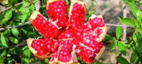 Coop. Cambayas crece por encima del 20%