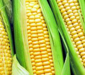 Inversiones Sinfín ultima la puesta en marcha de su nueva central