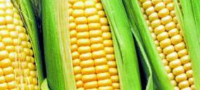 Inversiones Sinfín ultima la puesta en marcha de su nueva central