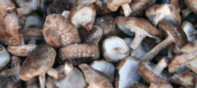 Vallondo prepara sus instalaciones para cultivar hongos exóticos