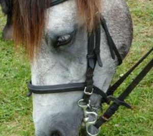 El Champú de Caballo revoluciona el segmento capilar 
