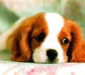 El mercado de petfood sigue creciendo a buen ritmo