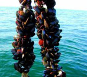 Mariscos Campelo reestructura su accionariado y prepara una tienda online