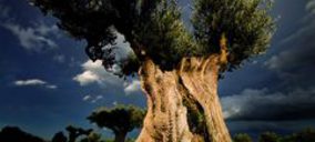 Olivarera los Pedroches construye una planta de compostaje