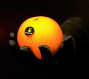 Fontestad arrienda naves mientras evalúa su reconstrucción