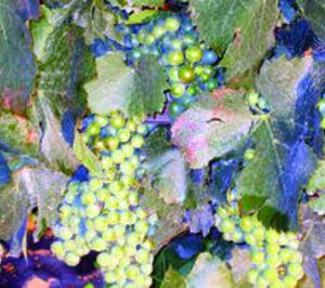 España, primer receptor del Programa de Apoyo al sector del vino