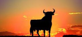 Osborne mantiene su interés por las compras, tras reducir su deuda un 50%