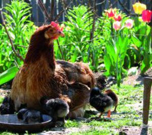 Gallinas libres y con mejor alimentación
