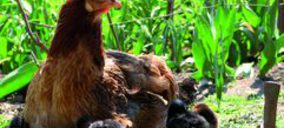 Gallinas libres y con mejor alimentación