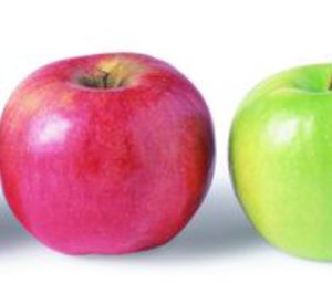 Girona Fruits eleva la inversión destinada a sus cámaras de conservación