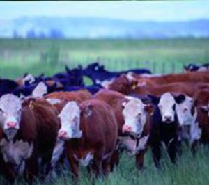 Iberangus cesa operaciones