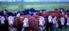 Iberangus cesa operaciones