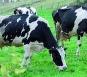 Biogastur revalorizará purines de las vacas de CLAS