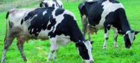 Biogastur revalorizará purines de las vacas de CLAS