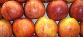 Agrícola Gil quiere llegar a nuevos mercados con su manzana