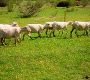 Interovic consigue cambios en la normativa sobre el aturdimiento del ovino
