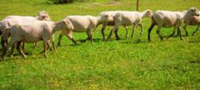 Interovic consigue cambios en la normativa sobre el aturdimiento del ovino