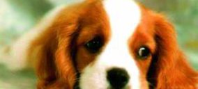 Petfood: Se estrechan los márgenes