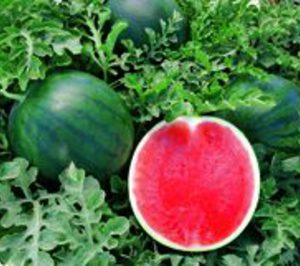 Agrícola Navarro de Haro renueva y mejora sus fincas