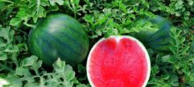 Agrícola Navarro de Haro renueva y mejora sus fincas