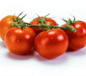 Única Group espera incrementar su volumen esta campaña