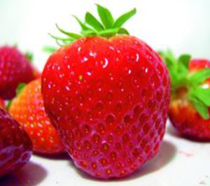 Fresón de Palos cierra una campaña excelente