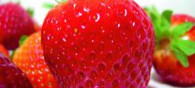 Fresón de Palos cierra una campaña excelente