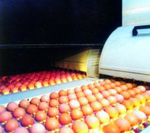 Eurovo alcanza sus previsiones en España