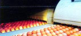 Eurovo alcanza sus previsiones en España