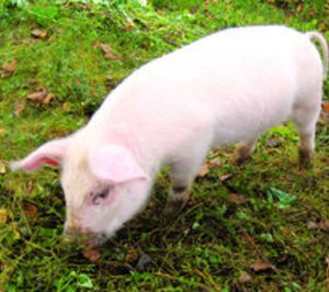 Carne de porcino: Año récord
